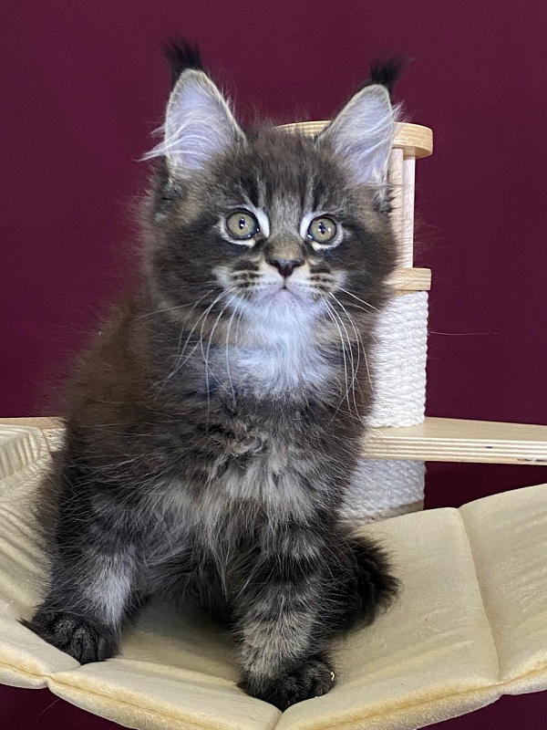 Sultan Bey Akbars - Kitten maine-coon 2 months 1.5 week