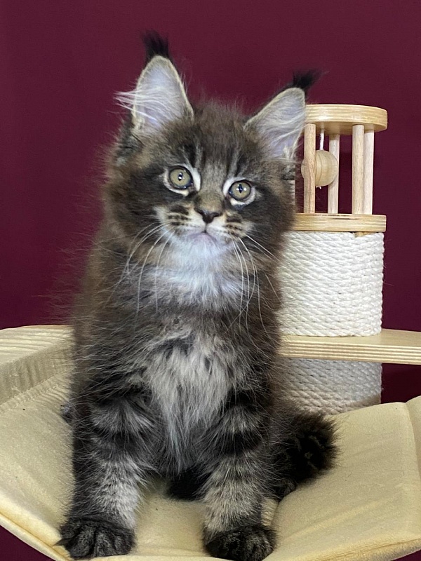 Sultan Bey Akbars - Kitten maine-coon 2 months 1.5 week