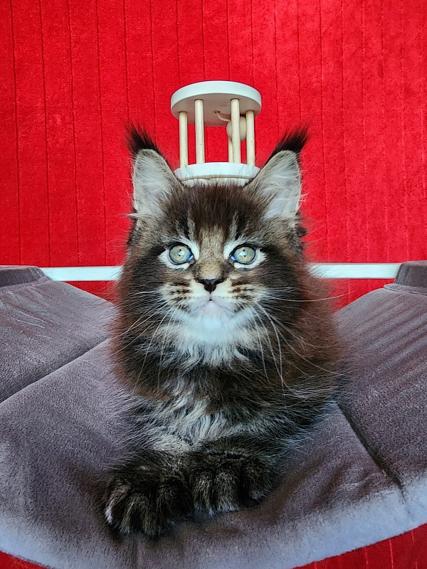Sultan Bey Akbars - Kitten maine-coon 1 month 3.5 weeks