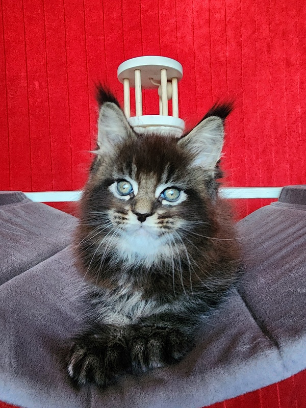 Sultan Bey Akbars - Kitten maine-coon 1 month 3.5 weeks