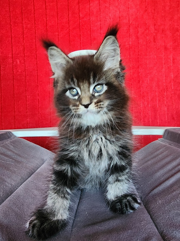Sultan Bey Akbars - Kitten maine-coon 1 month 3.5 weeks