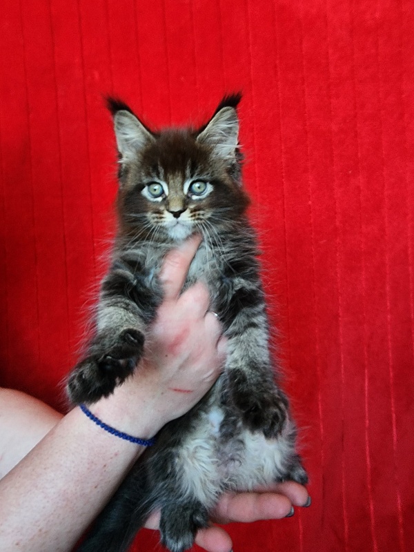 Sultan Bey Akbars - Kitten maine-coon 1 month 3.5 weeks