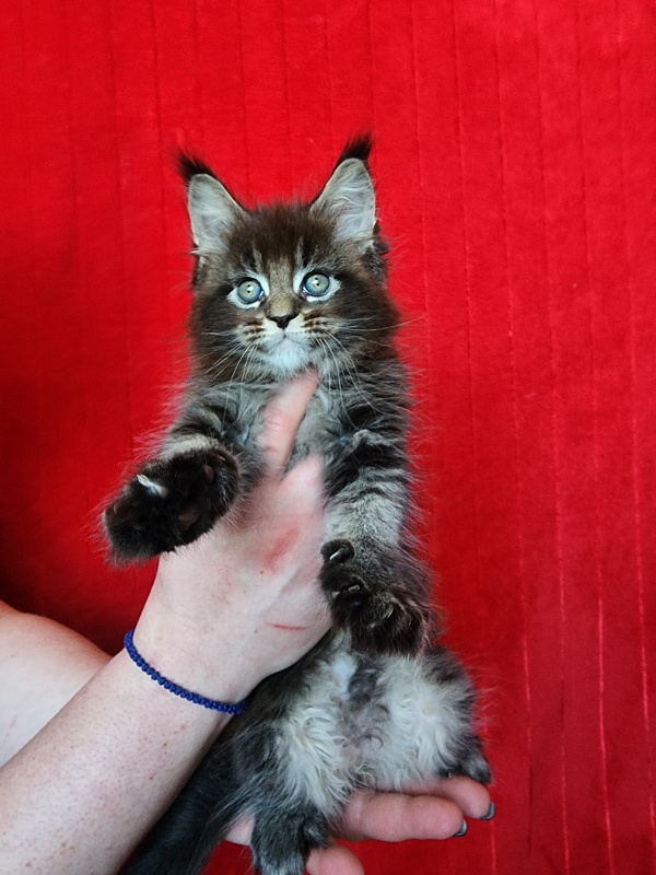 Sultan Bey Akbars - Kitten maine-coon 1 month 3.5 weeks