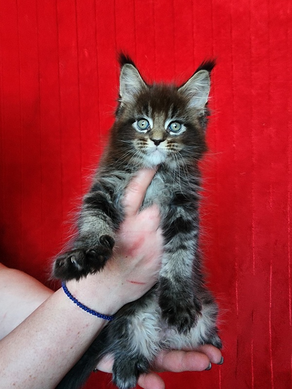 Sultan Bey Akbars - Kitten maine-coon 1 month 3.5 weeks