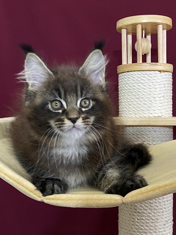 Sultan Bey Akbars - Kitten maine-coon 2 months 1.5 week