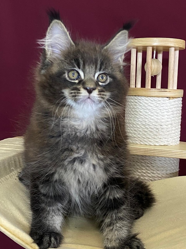 Sultan Bey Akbars - Kitten maine-coon 2 months 1.5 week