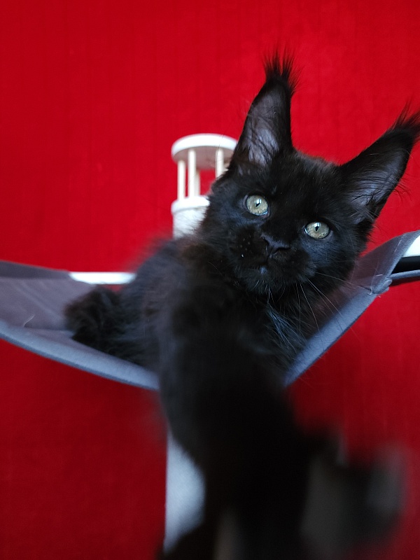 Play*Tosha Akbars - Kitten maine-coon 2 months 2.5 weeks