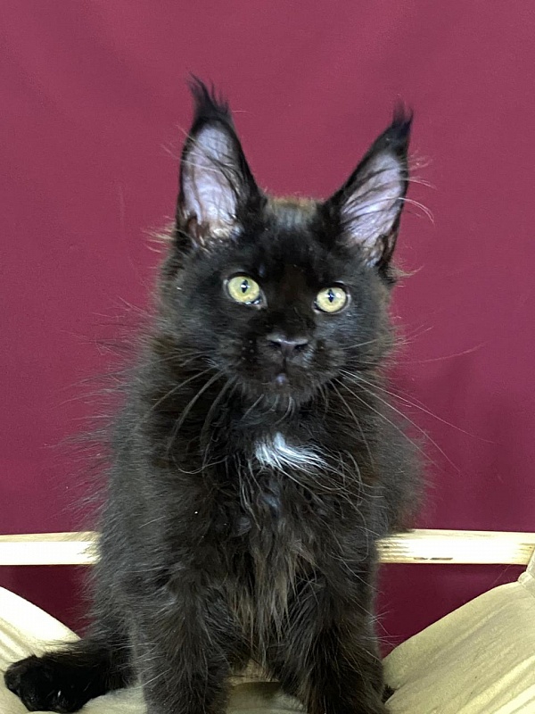 Play*Tosha Akbars - Kitten maine-coon 3.5 months