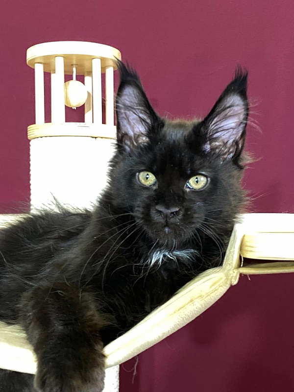 Play*Tosha Akbars - Kitten maine-coon 3.5 months