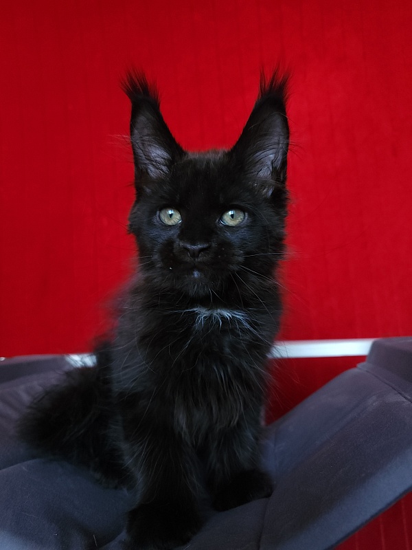 Play*Tosha Akbars - Kitten maine-coon 2 months 2.5 weeks