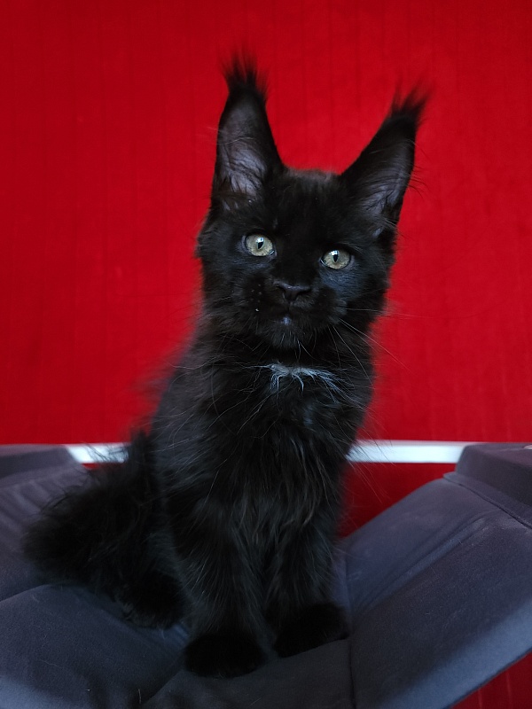 Play*Tosha Akbars - Kitten maine-coon 2 months 2.5 weeks