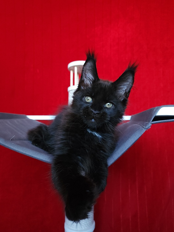 Play*Tosha Akbars - Kitten maine-coon 2 months 2.5 weeks