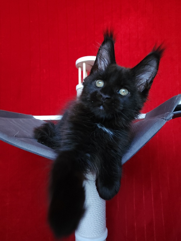 Play*Tosha Akbars - Kitten maine-coon 2 months 2.5 weeks