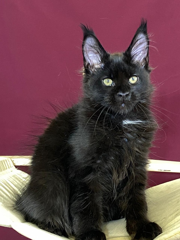 Play*Tosha Akbars - Kitten maine-coon 3.5 months