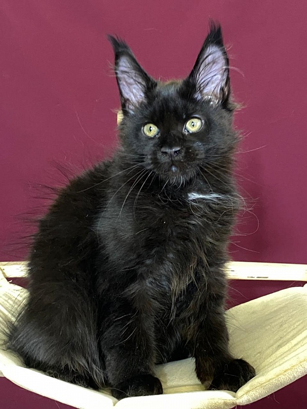 Play*Tosha Akbars - Kitten maine-coon 3.5 months