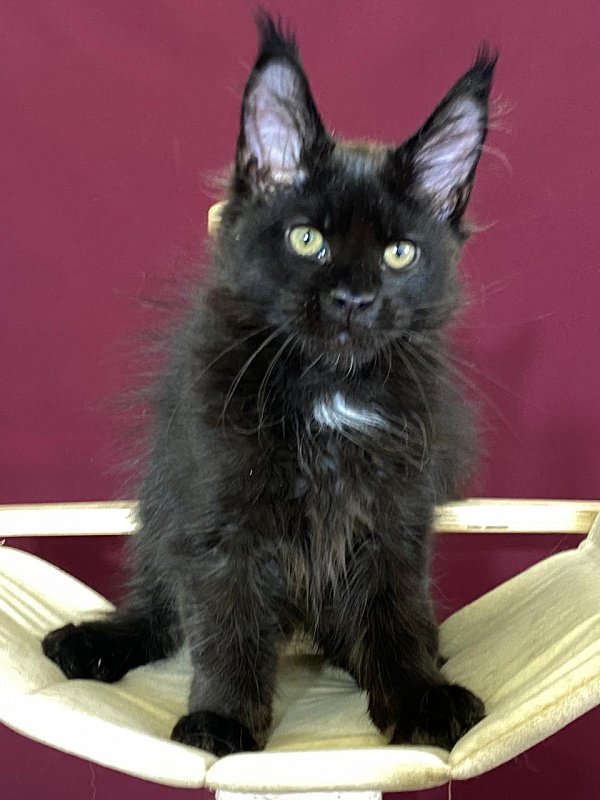 Play*Tosha Akbars - Kitten maine-coon 3.5 months