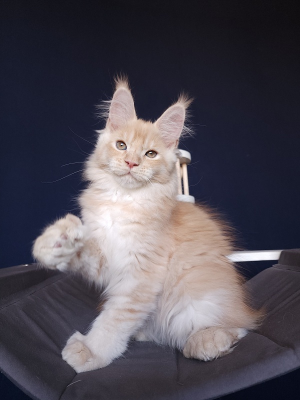 Pancrat Akbars (polydactyl) 56/66 - Kitten maine-coon 2 months 2.5 weeks