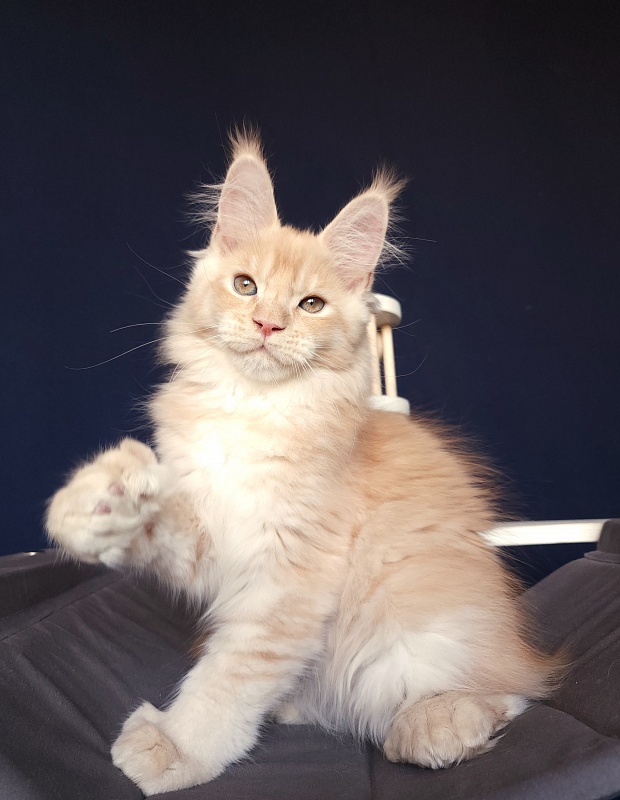 Pancrat Akbars (polydactyl) 56/66 - Kitten maine-coon 2 months 2.5 weeks