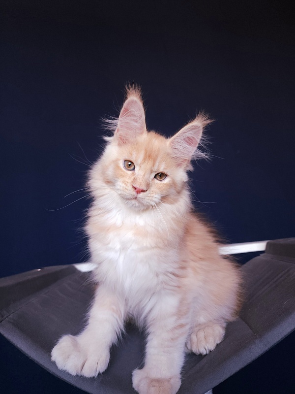 Pancrat Akbars (polydactyl) 56/66 - Kitten maine-coon 2 months 2.5 weeks