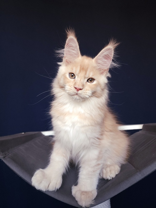 Pancrat Akbars (polydactyl) 56/66 - Kitten maine-coon 2 months 2.5 weeks