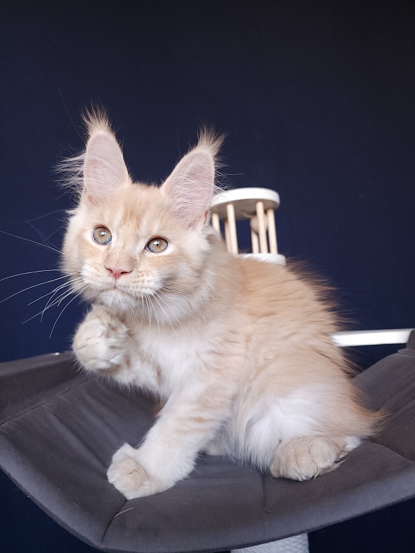 Pancrat Akbars (polydactyl) 56/66 - Kitten maine-coon 2 months 2.5 weeks