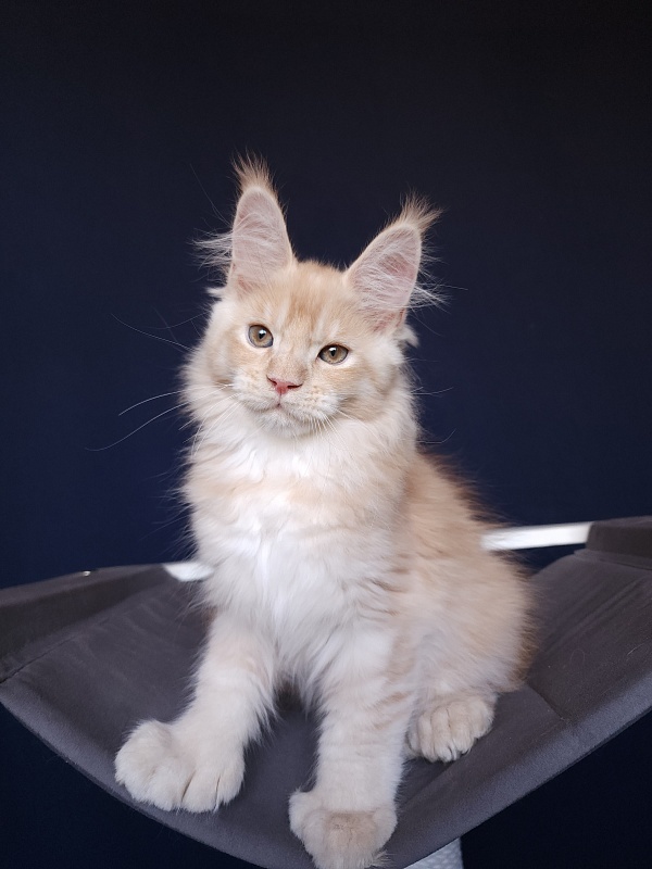 Pancrat Akbars (polydactyl) 56/66 - Kitten maine-coon 2 months 2.5 weeks