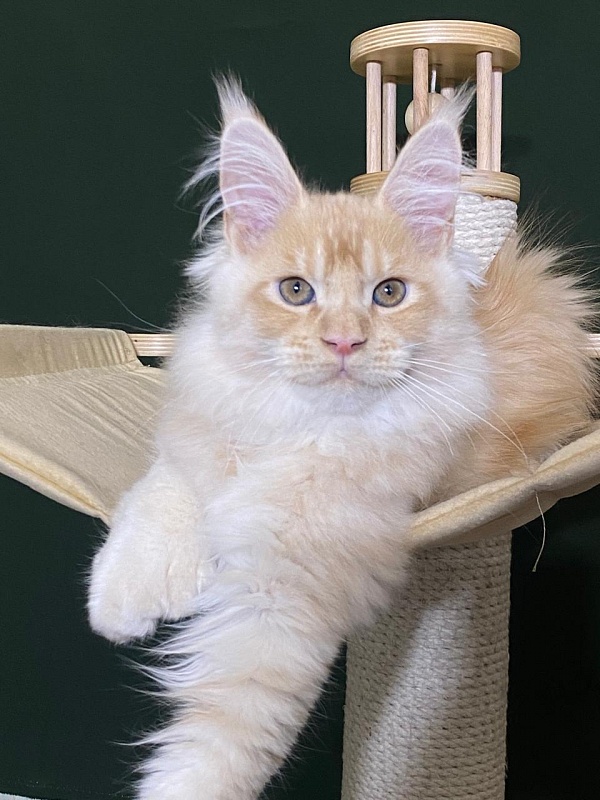 Pancrat Akbars (polydactyl) 56/66 - Kitten maine-coon 3 months 1 week