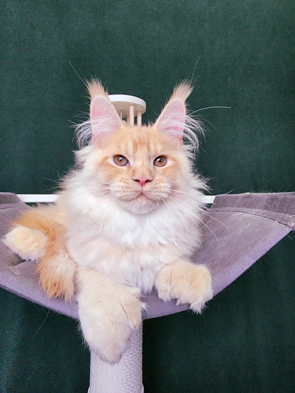 Pancrat Akbars (polydactyl) 56/66 - Kitten maine-coon 4 months