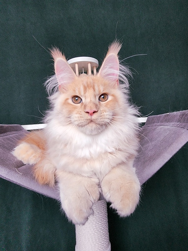 Pancrat Akbars (polydactyl) 56/66 - Kitten maine-coon 4 months