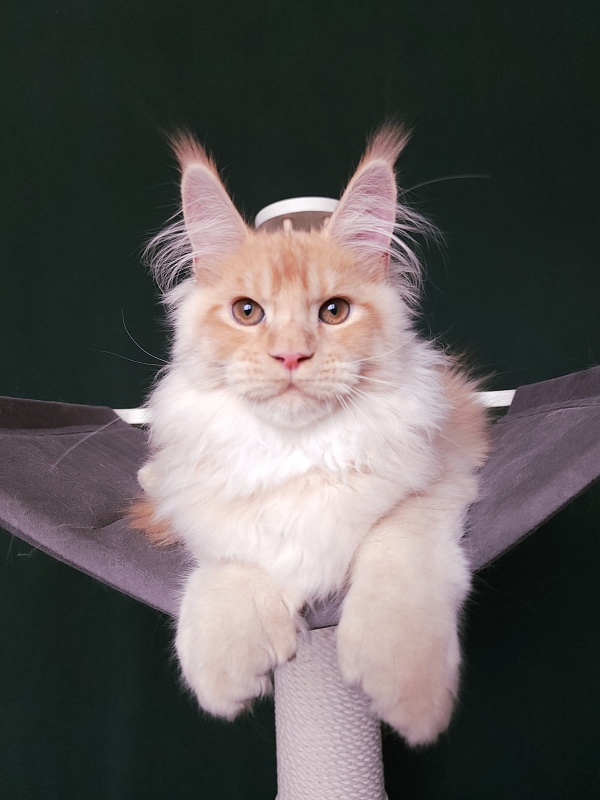 Pancrat Akbars (polydactyl) 56/66 - Kitten maine-coon 4 months