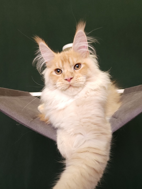 Pancrat Akbars (polydactyl) 56/66 - Kitten maine-coon 4 months