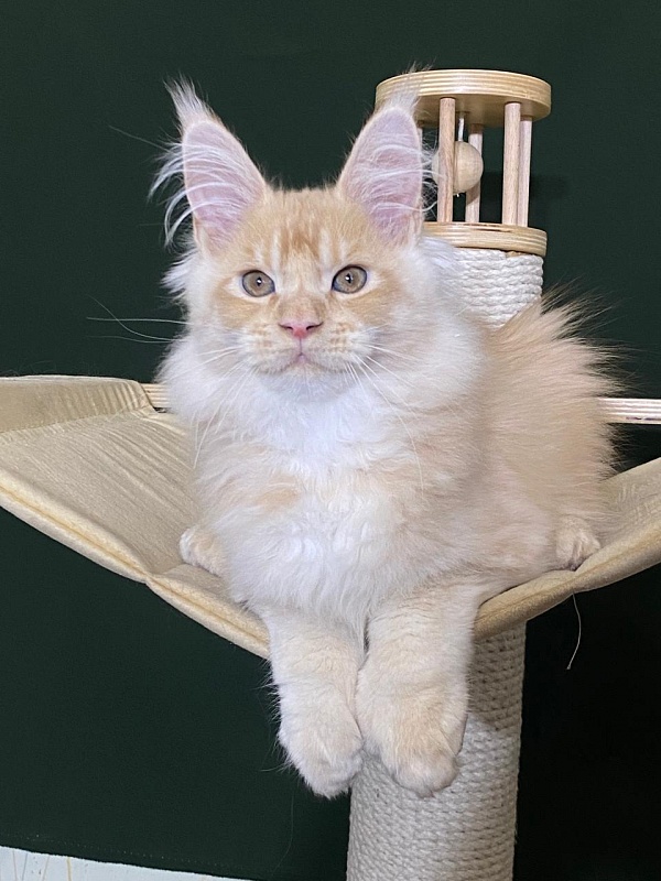 Pancrat Akbars (polydactyl) 56/66 - Kitten maine-coon 3 months 1 week