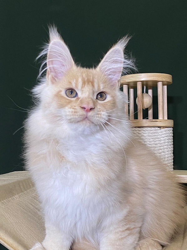 Pancrat Akbars (polydactyl) 56/66 - Kitten maine-coon 3 months 1 week