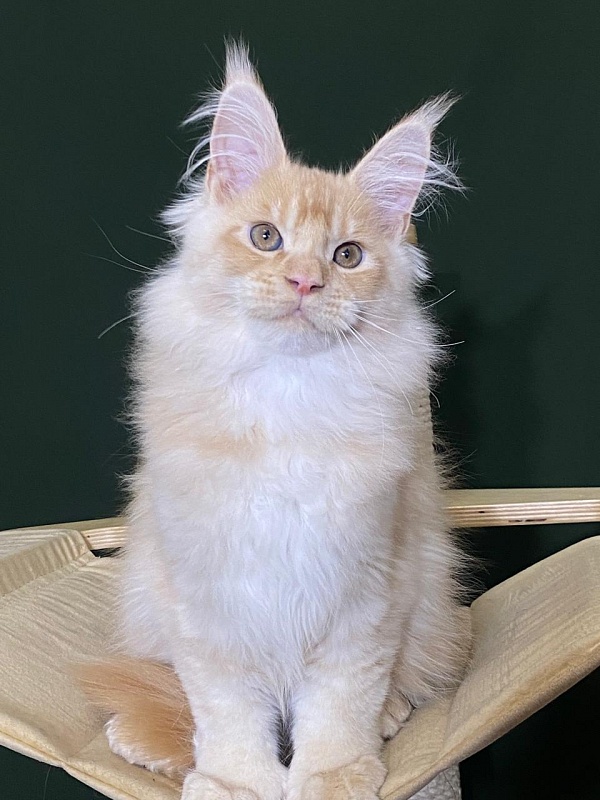 Pancrat Akbars (polydactyl) 56/66 - Kitten maine-coon 3 months 1 week