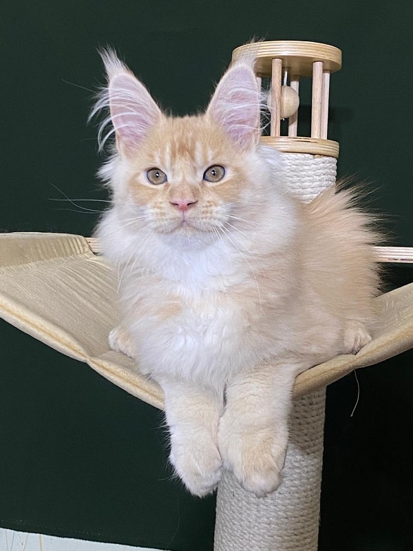 Pancrat Akbars (polydactyl) 56/66 - Kitten maine-coon 3 months 1 week