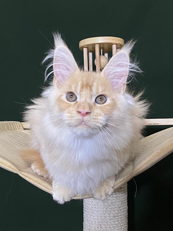 Pancrat Akbars (polydactyl) 56/66 - Kitten maine-coon 3 months 1 week