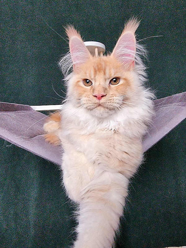 Pancrat Akbars (polydactyl) 56/66 - Kitten maine-coon 4 months