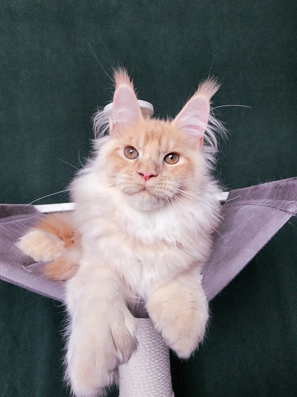 Pancrat Akbars (polydactyl) 56/66 - Kitten maine-coon 4 months