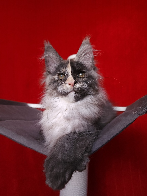 Pelageya  Akbars (polydactyl) 55/66 - Kitten maine-coon 2 months 2.5 weeks