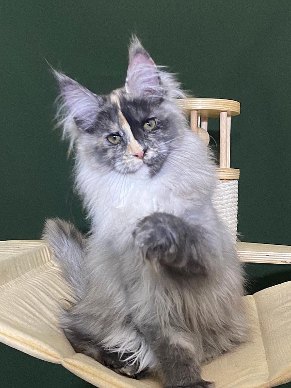 Pelageya  Akbars (polydactyl) 55/66 - Kitten maine-coon 3 months 1 week