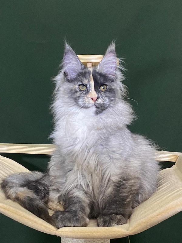 Pelageya  Akbars (polydactyl) 55/66 - Kitten maine-coon 3 months 1 week