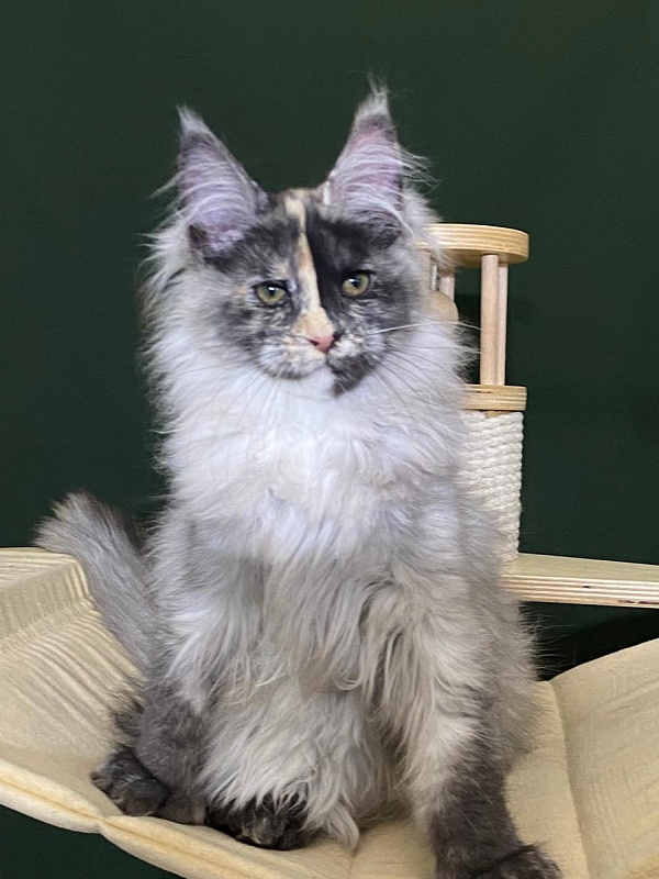 Pelageya  Akbars (polydactyl) 55/66 - Kitten maine-coon 3 months 1 week