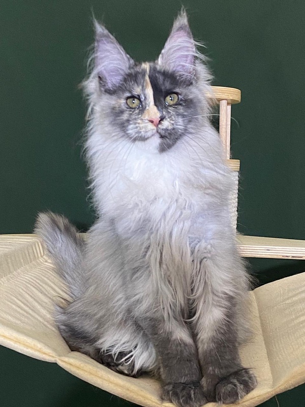 Pelageya  Akbars (polydactyl) 55/66 - Kitten maine-coon 3 months 1 week