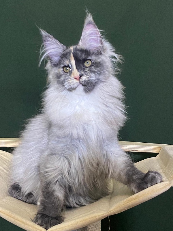 Pelageya  Akbars (polydactyl) 55/66 - Kitten maine-coon 3 months 1 week