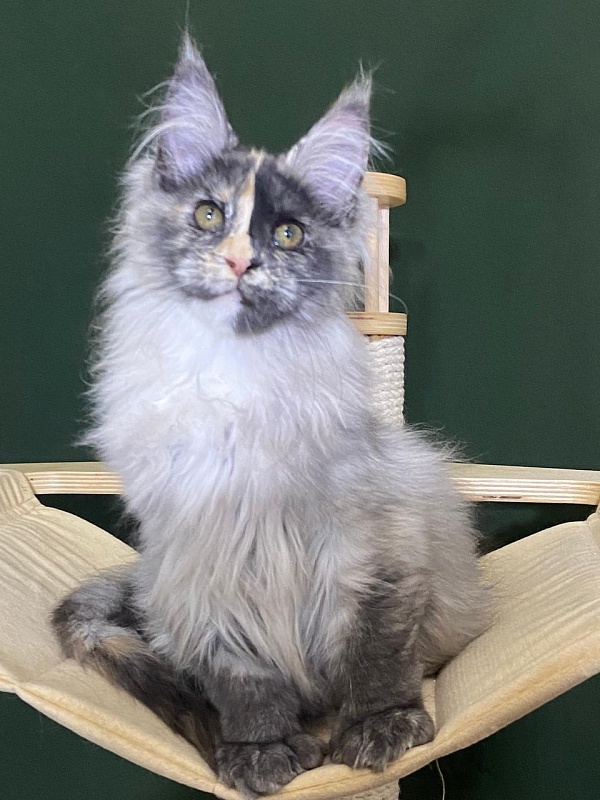 Pelageya  Akbars (polydactyl) 55/66 - Kitten maine-coon 3 months 1 week