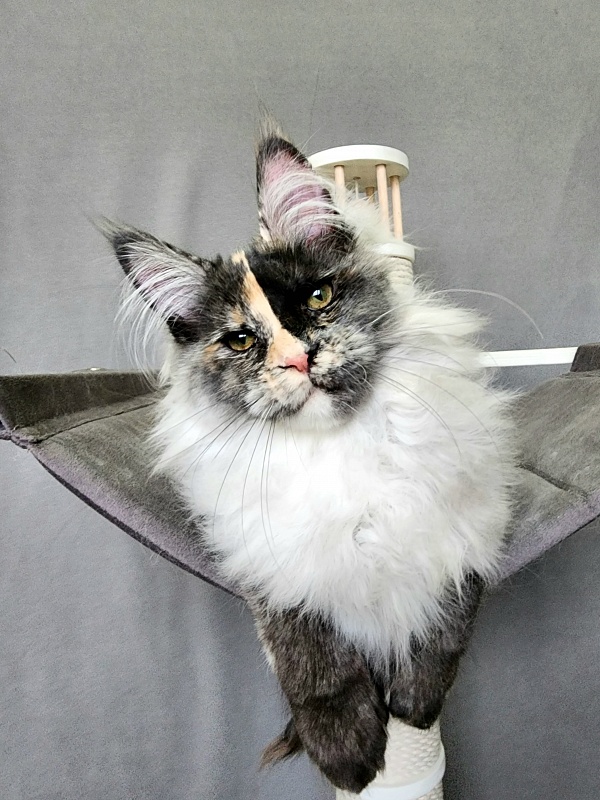 Pelageya  Akbars (polydactyl) 55/66 - Kitten maine-coon 4 months