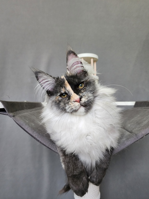 Pelageya  Akbars (polydactyl) 55/66 - Kitten maine-coon 4 months