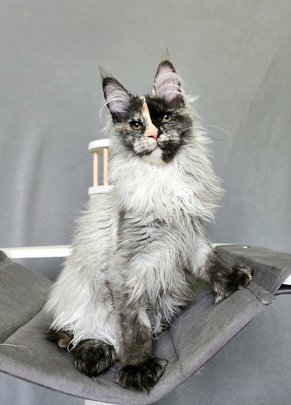 Pelageya  Akbars (polydactyl) 55/66 - Kitten maine-coon 4 months