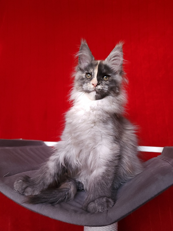 Pelageya  Akbars (polydactyl) 55/66 - Kitten maine-coon 2 months 2.5 weeks