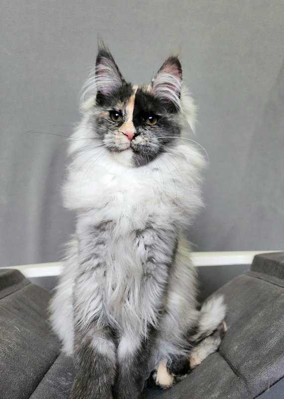 Pelageya  Akbars (polydactyl) 55/66 - Kitten maine-coon 4 months